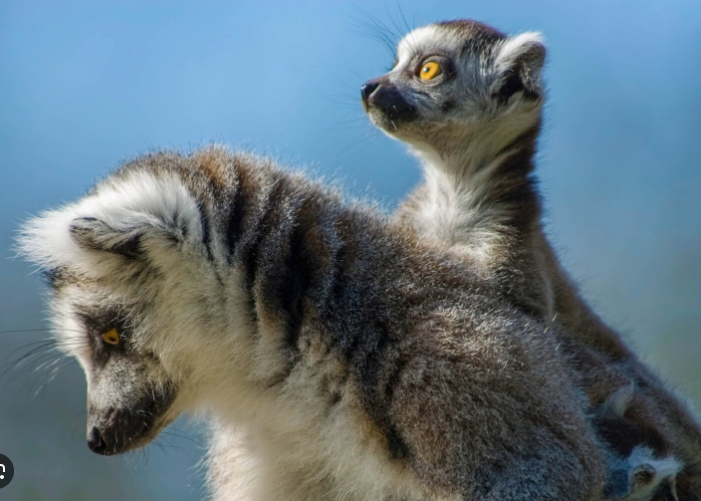 baobab lemur