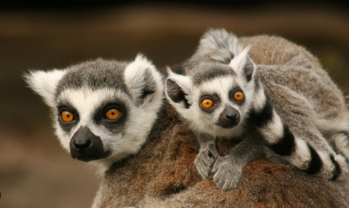 about lemurs