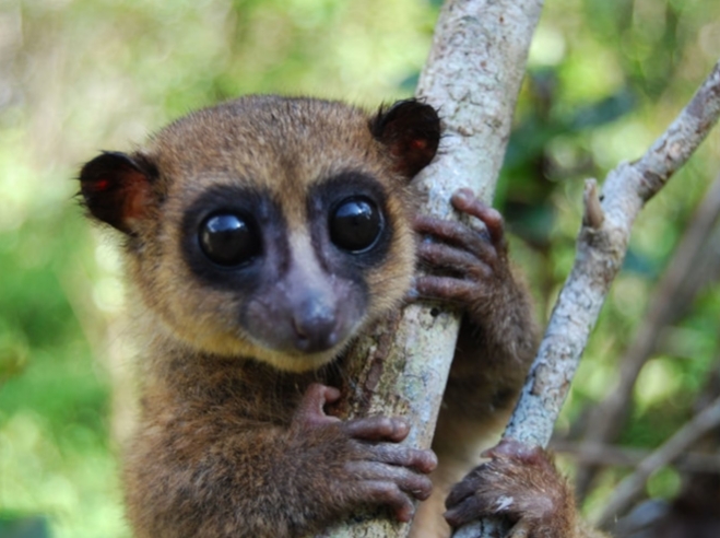 lemur