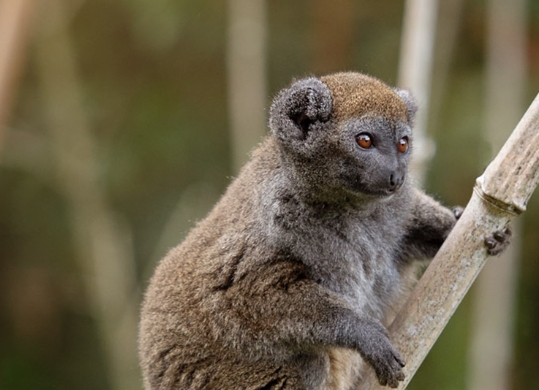 gentle lemur