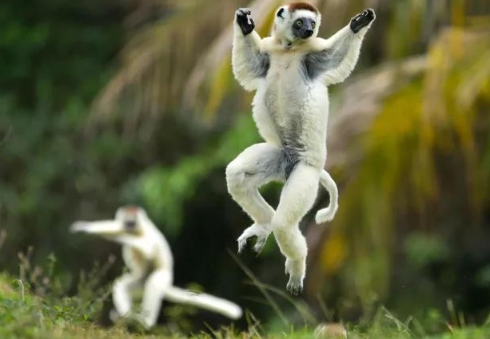 dancing lemur