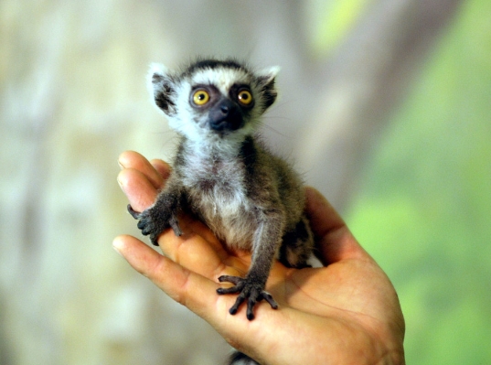 cute lemur