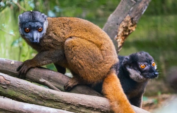 brown ring tailed lemur