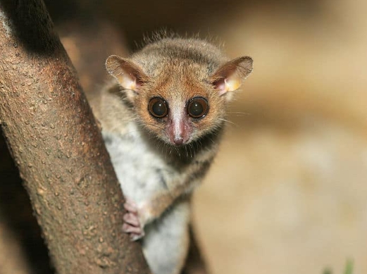 gray mouse lemur pet