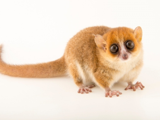 goodman mouse lemur