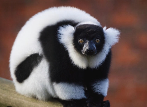 black and white lemur for sale