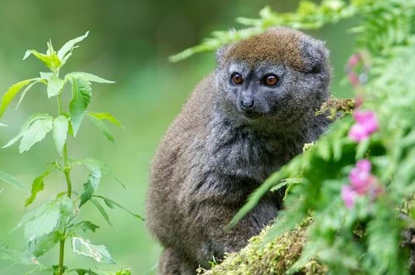 bamboo lemur