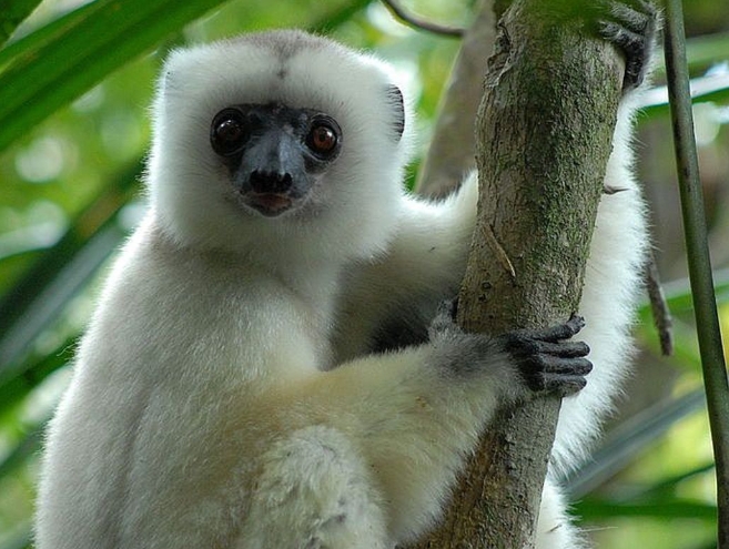 all white lemur