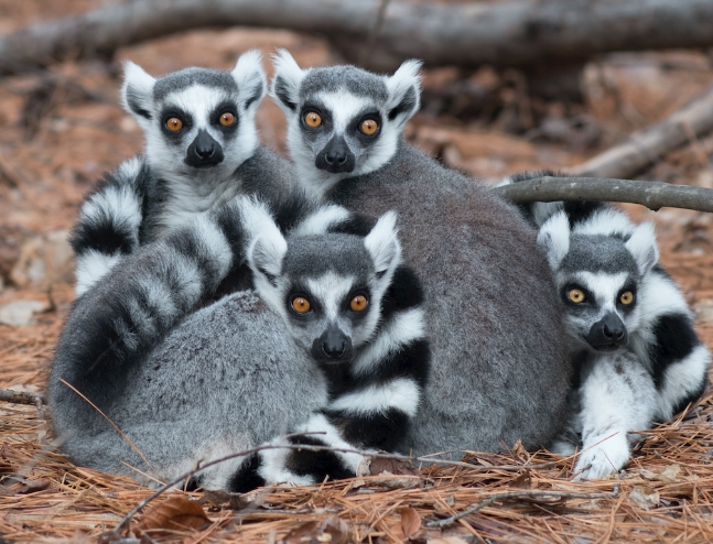 a ring tailed lemur