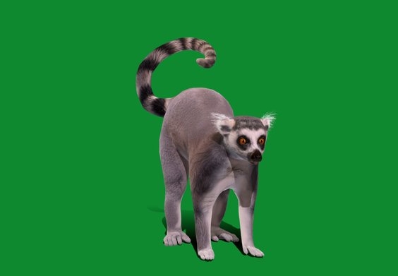 3d lemur