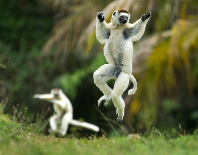 wwf lemur