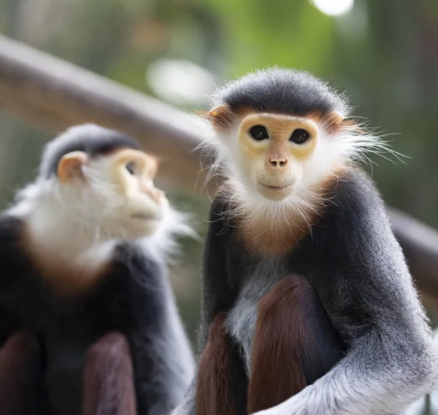 red shanked douc langur