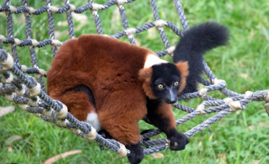 giant red lemur