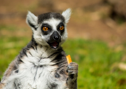 funny lemur