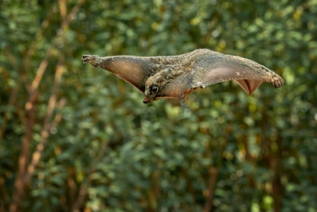 flying lemur