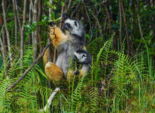 diadem lemur