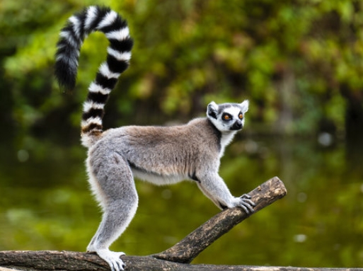 cute ring tailed lemur