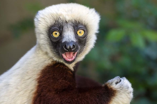 coquerelʼs sifaka