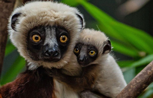 chester zoo lemurs