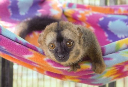 brown lemur for sale