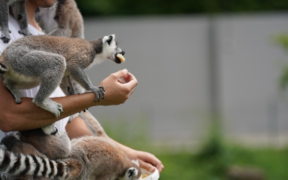 feeding lemurs