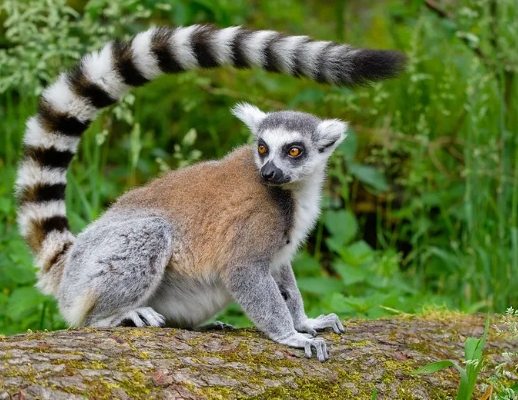 endangered ring tailed lemur