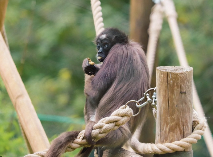 spider monkeys in captivity