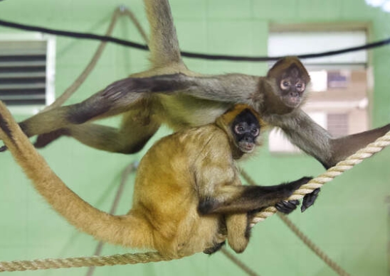 spider monkey zoo