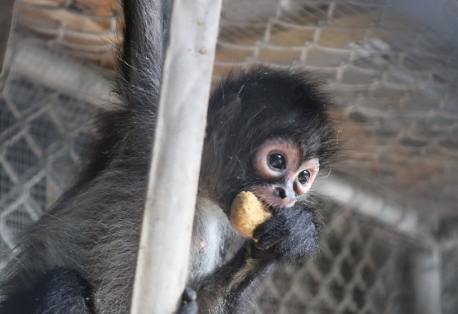 spider monkeys for adoption near me