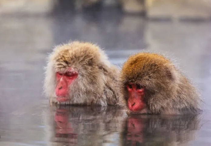 mount fuji monkeys