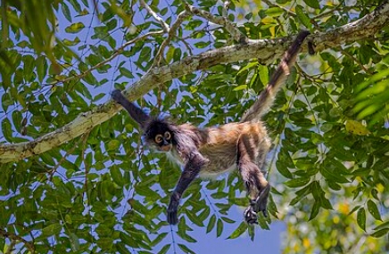 spider monkey mexico