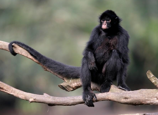 spider monkey in rainforest