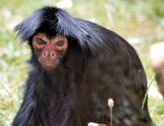 red faced spider monkey