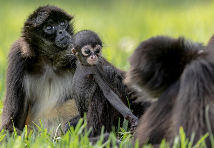 real spider monkeys for sale