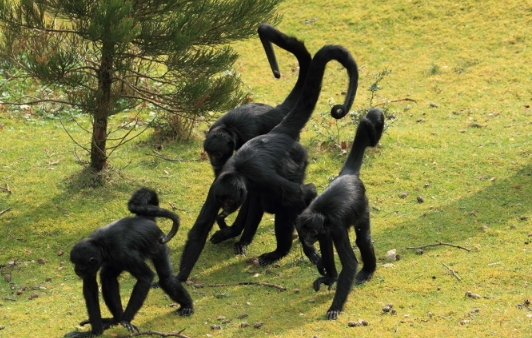 spider monkey national geographic