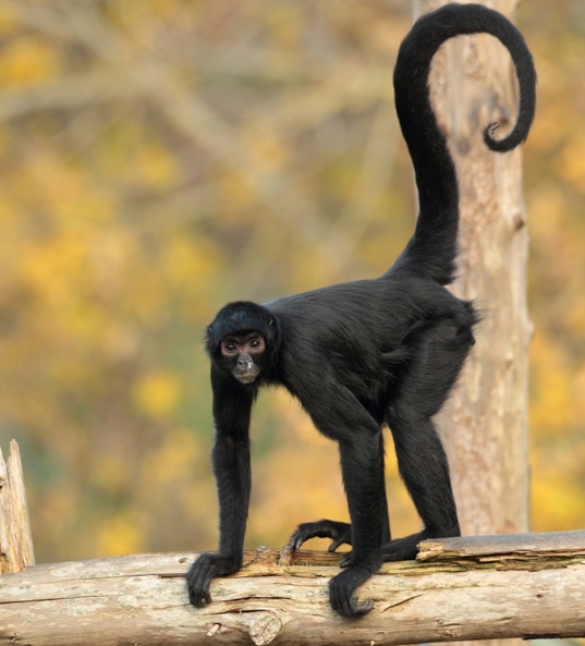 spider monkey feet