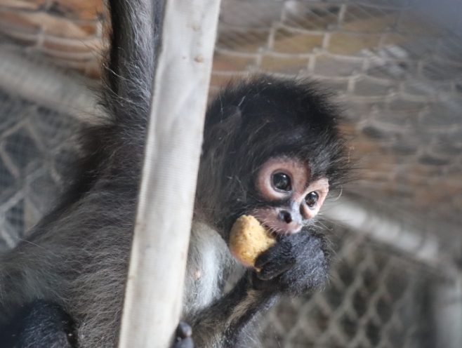 spidermonkey as a pet