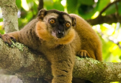 yellow lemur