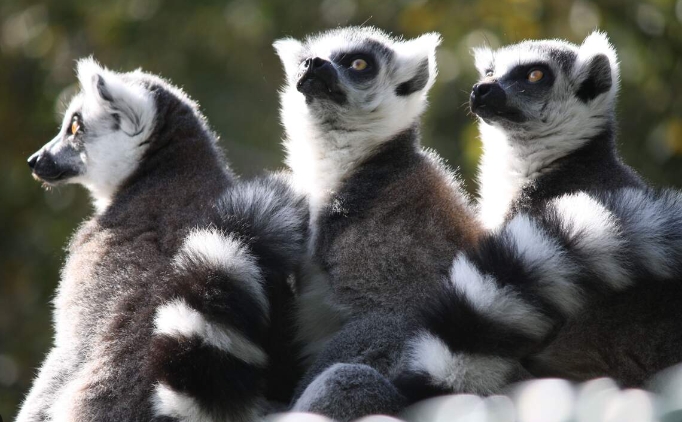 world lemur day