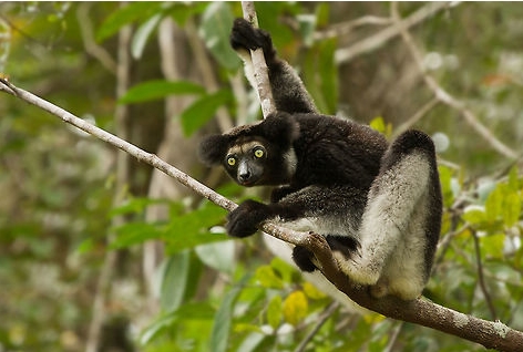 the indri