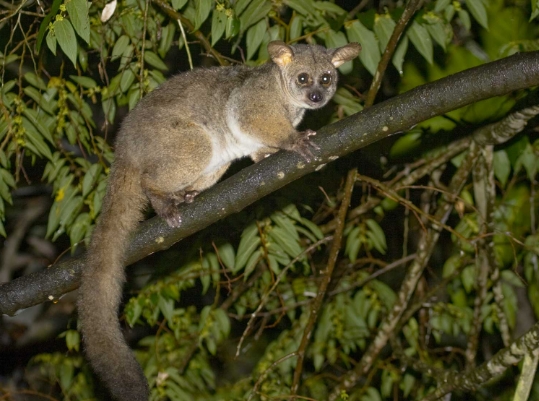 lemur zanzibar