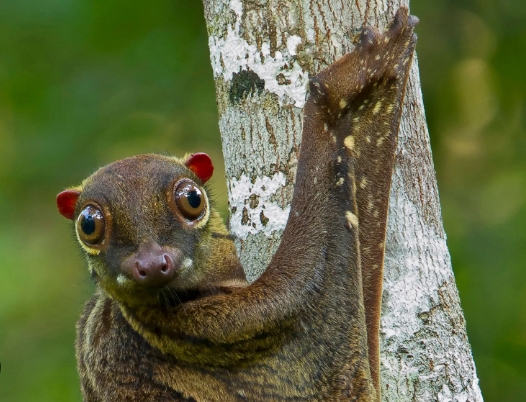 lemur with wings