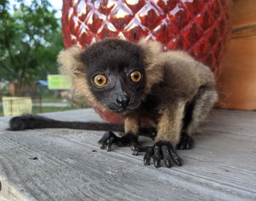 mouse lemur for sale near me