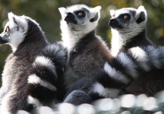 lemur world