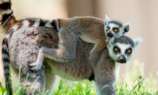 lemur taronga zoo