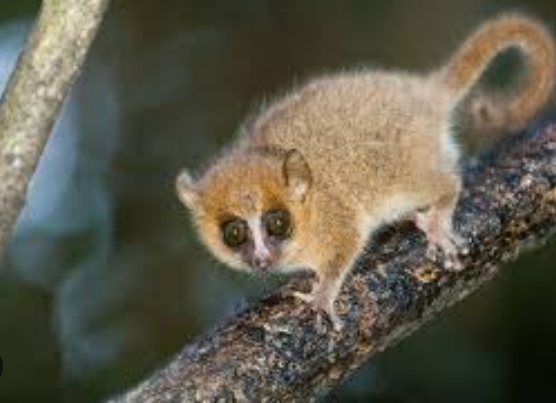 lemur mouse