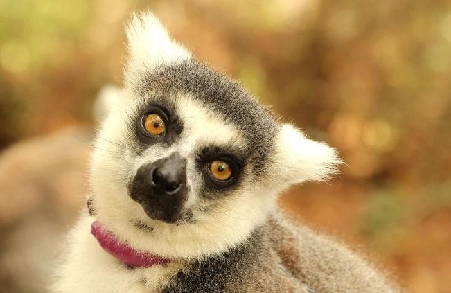 ring tailed lemur cute