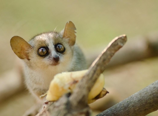 mouse lemur endangered