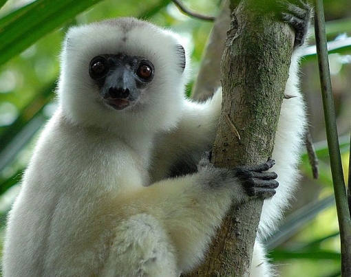 lemur white