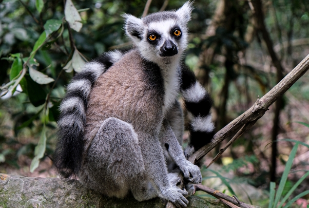 ring tailed lemur conservation